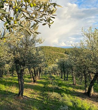 Podere L'Aja