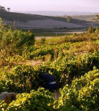 Degustazione di vini e tour presso l'azienda vinicola Dragonridge