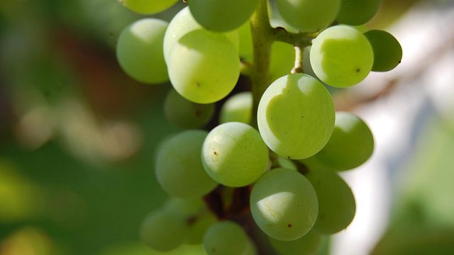 Cata de vinos y visita guiada en Weingut KHS