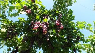 Weinprobe und Tour bei Cristiana Bettili Wines