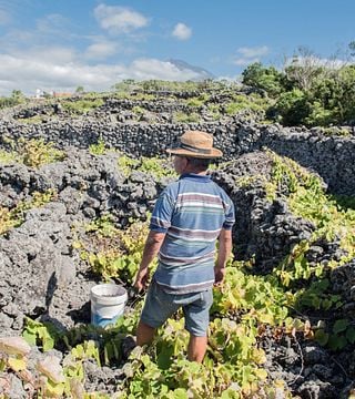 Pico Island Wine Cooperative - Picowines