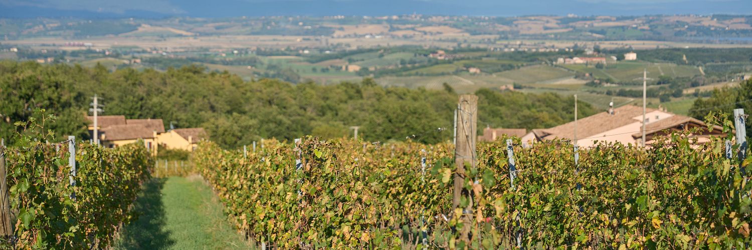 Croce Di Febo - CROCEDIFEBO 59