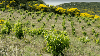 Wine Tasting and Tour at Grand Guilhem