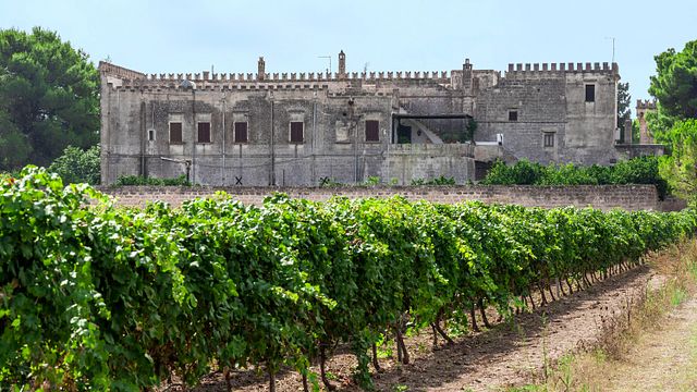 Dégustation et visite de vins chez Varvaglione 1921
