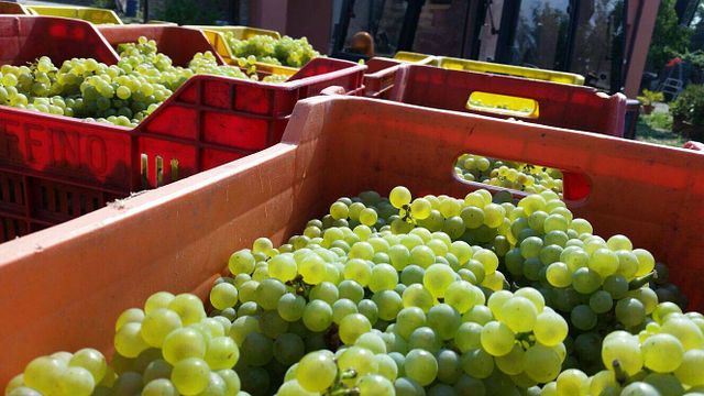 Dégustation et visite de vins chez Léo Vanin