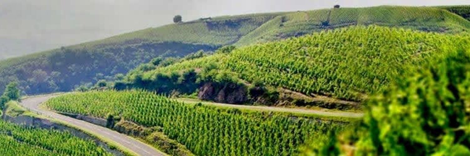 france-rhone-wine-region-visit-vineyards-sm_c3hxbc
