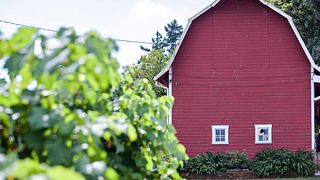 Weinprobe bei Hanson Vineyards