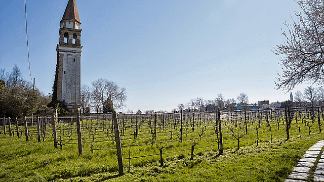 Island Hopping Tour: Burano and Murano and Vineyard Visit in Mazzorbo