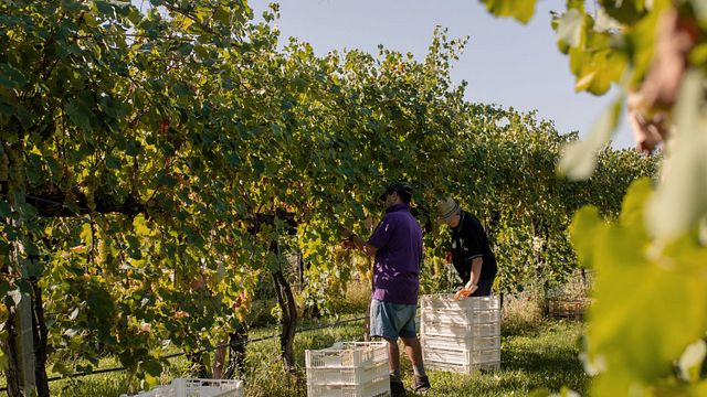 Vinprovning och rundtur på Cantina Puianello