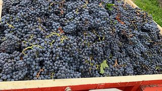 Azienda Agricola Il Seregno Di Lonardi Maurizio