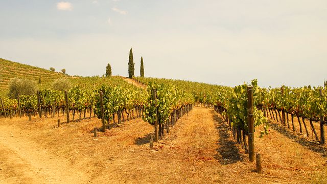 Weintour im Dourotal - 2 Weingüter, Weinproben, Flusskreuzfahrt und Mittagessen