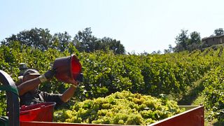 Tenuta Arabona