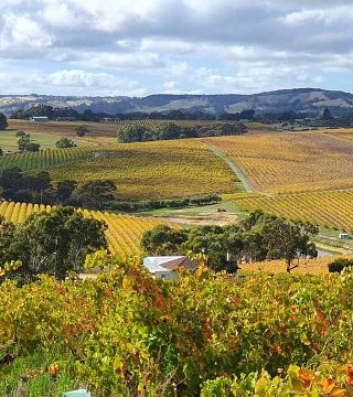 Degustazione di vini e tour presso Five Geese Wines