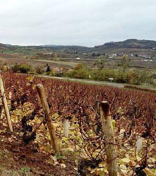 Weinprobe und Tour in Gaec Venot