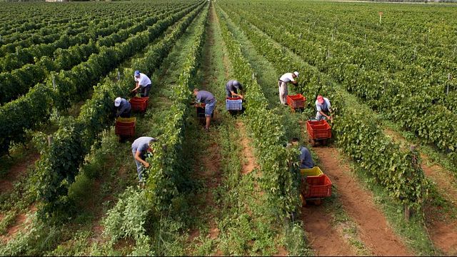 Weinprobe und Tour in Vigna di Pettineo
