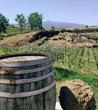 A Revolução Natural na Vinícola Etnella