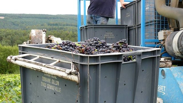 Degustação de vinhos e tour no Domaine Gillon Frères