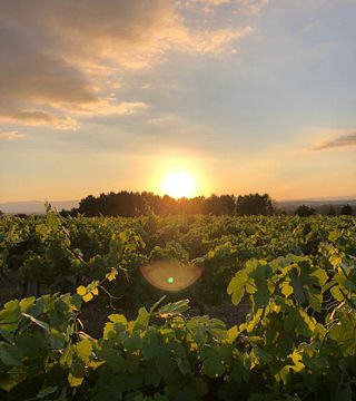 Tour in cantina Degustazione di 3 vini