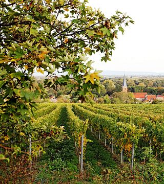 Dégustation de vins au Weingut Margarethenhof