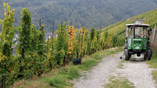 Weingut & Sekthaus Immich-Anker