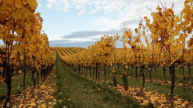 Degustazione di vini alla Weingut Fam