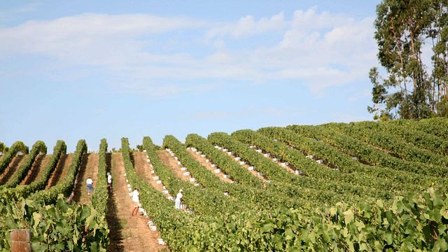 Dégustation de vins de terroir à Quinta Vale do Armo