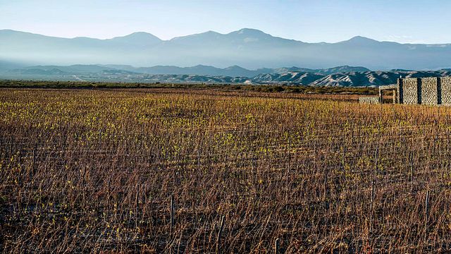 Weinprobe und Führung durch die Estancia Los Cardones