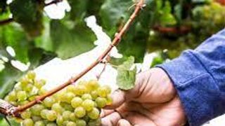 Degustação de vinhos e tour no Luminis