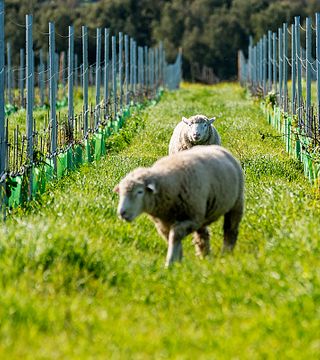 Visita de Jipe y Prova Terroir