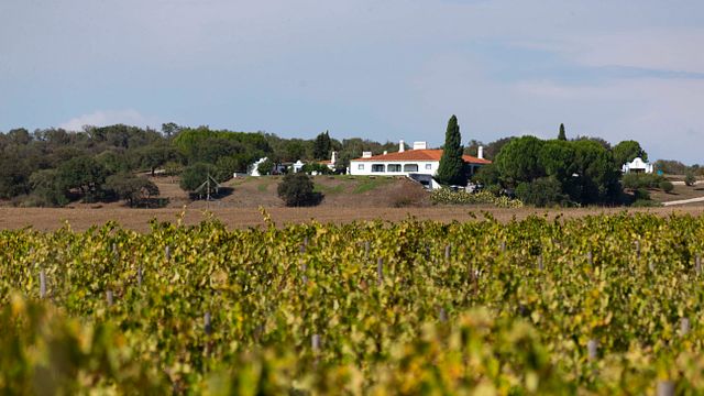 Monte do Pintor Winery