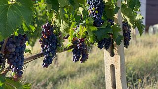 Organic Wine Bliss in Marche