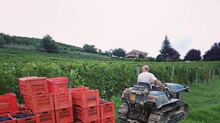 Dégustation de vins classiques et visite des vignobles biologiques de Ca 'D Tantin