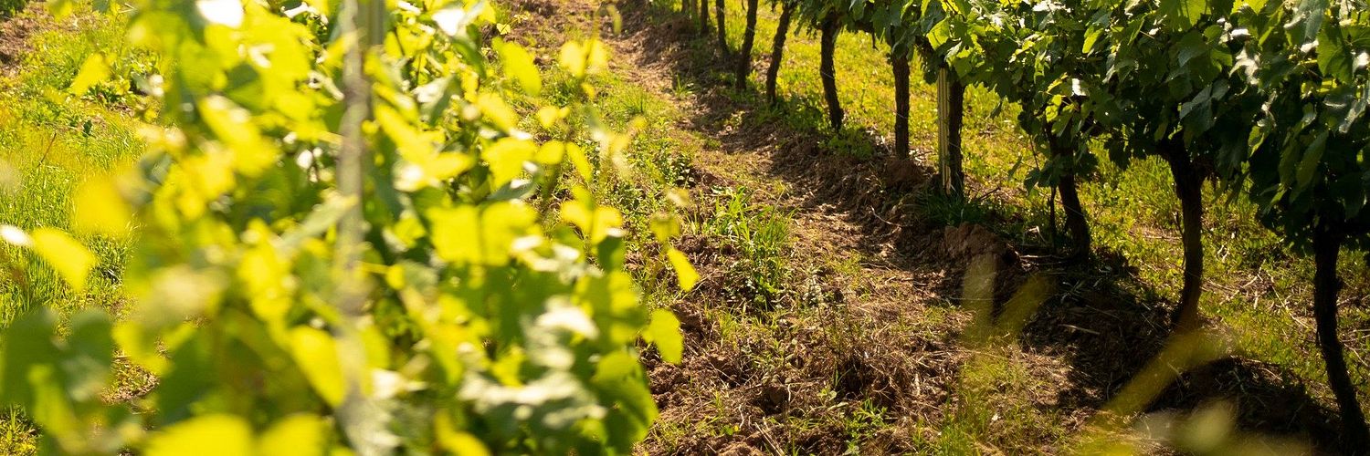 Quinta Do Sanguinhal 1 Wt2025