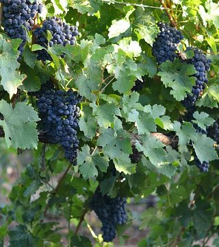 Talisman Wines