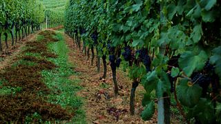 VISIT AND TASTING OF 5 ORGANIC WINES