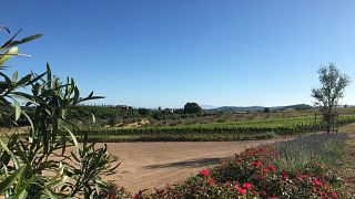 Azienda Agricola Purovino