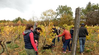 Upper Hungary Wine Journey at Harsányi Winery