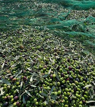 Umbría: visita guiada a un molino de aceite tradicional + degustación de aceite de oliva premium, vino y gastronomía