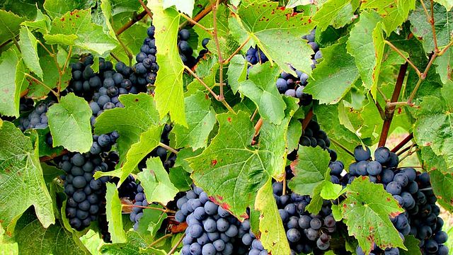 Weinprobe und Tour bei Agamy