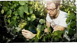 Weingut Schenk