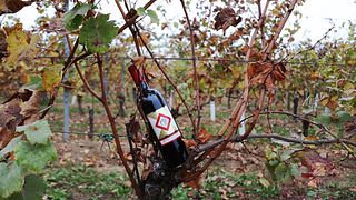 Fünf Franciacorta-Gläser bei Monzio Compagnoni