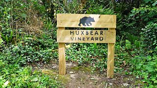 Degustação de vinhos e passeio no vinhedo Huxbear