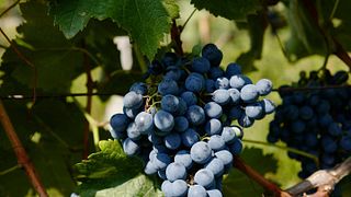 Cata de vinos y visita guiada al castillo de Buera