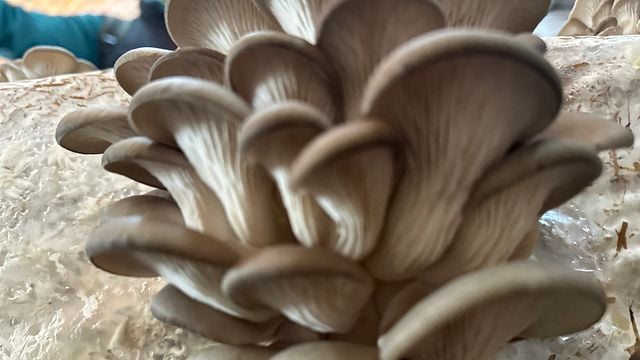 Escursione di un giorno all'isola di Evia con funghi e vino 