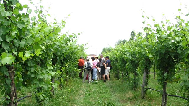 Degustazione e visita presso Folicello Società Agricola
