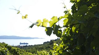 Gordia Winery