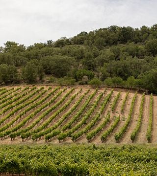 Bodega Cepa 21