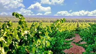 Un viaje de cata en Bodegas Málaga Virgen en Málaga, Andalucía