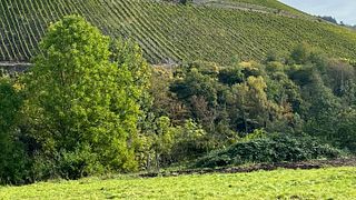 Dominikaner Weingut C. Von Nell-Breuning