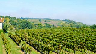 Bordeaux Vineyard Tour & Tasting at Vignobles Barreau